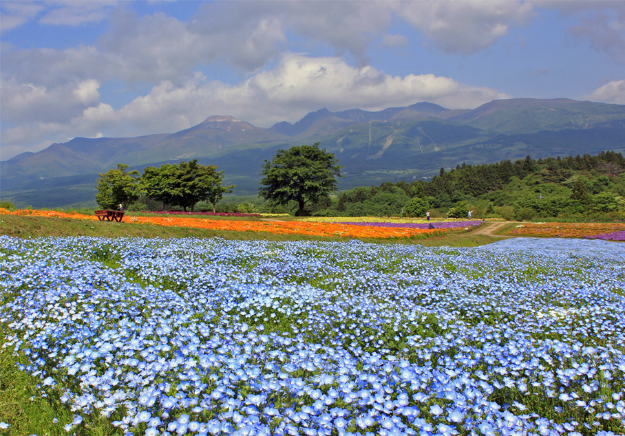 那須フラワーワールドの開花状況2024!